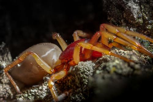 Réf. 203 666 : Dysdera crocata